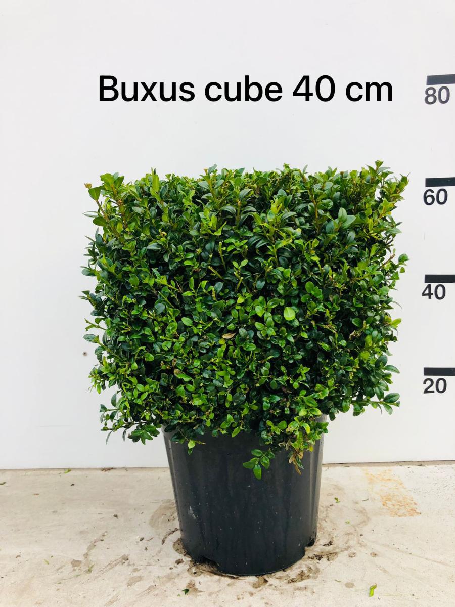 Buxus sempervirens, blok