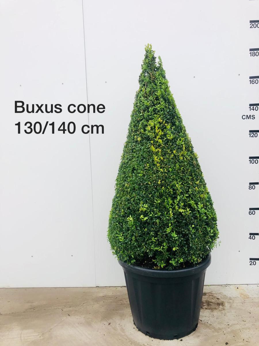 Buxus sempervirens, kegel