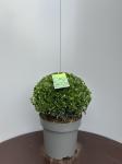 Ilex crenata 'Caroline Upright', bol