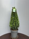 Ilex crenata 'Caroline Upright', kegel