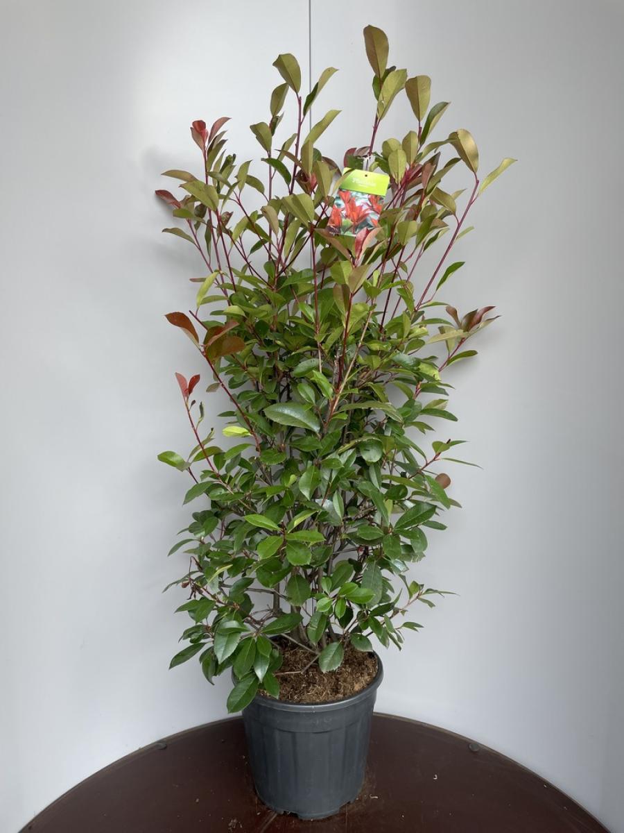 Photinia fraseri 'Red Robin'