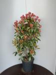 Photinia fraseri 'Red Robin'