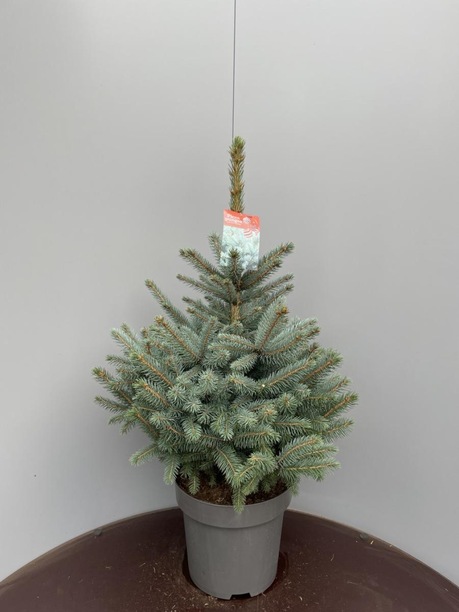 Picea pung. Super Blue Seedling