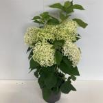 Hydrangea a. 'Annabelle'