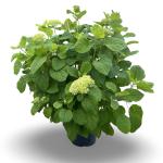 Hydrangea a. 'Annabelle'