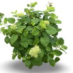 Hydrangea a. 'Annabelle'