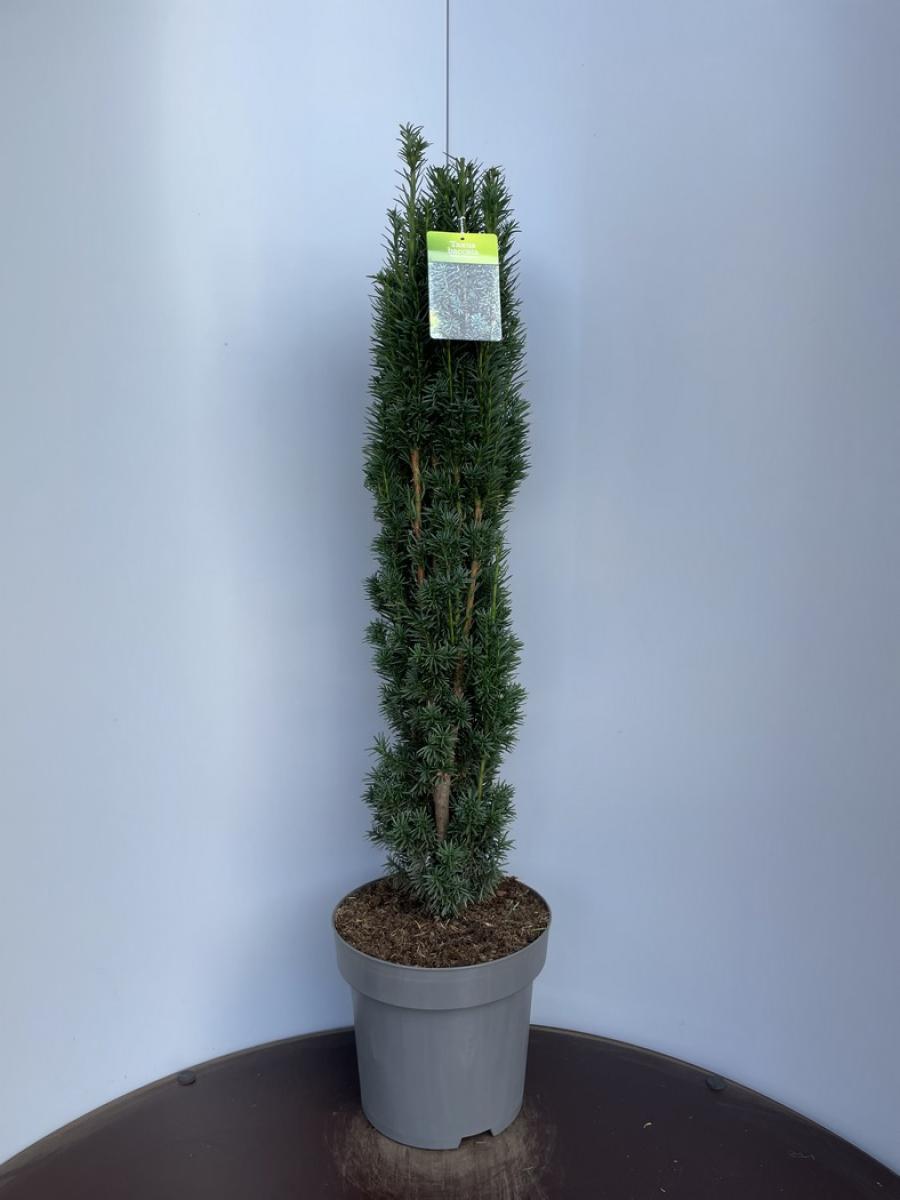 Taxus b. 'Fastigiata Robusta'