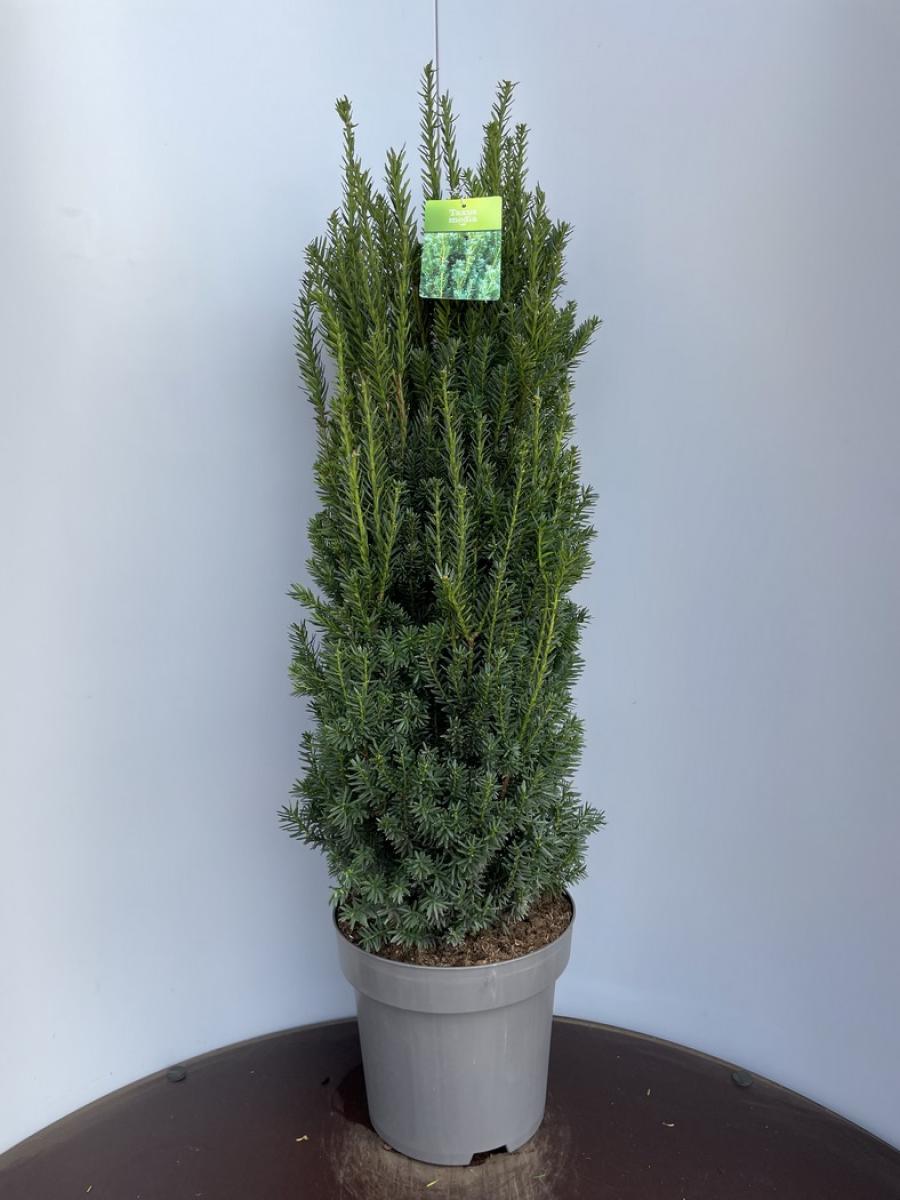 Taxus media 'Hillii'