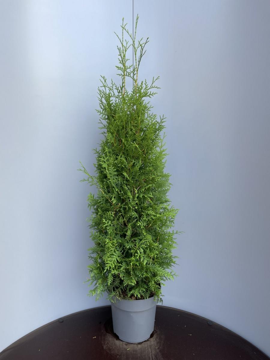 Thuja occ. 'Brabant'