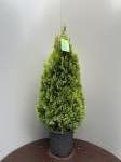 Thuja occ. Golden Smaragd