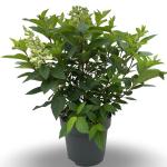 Hydrangea pan. Pinky Winky