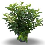 Hydrangea pan. Pinky Winky