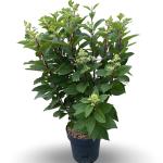 Hydrangea pan. Pinky Winky
