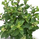 Hydrangea pan. Pinky Winky
