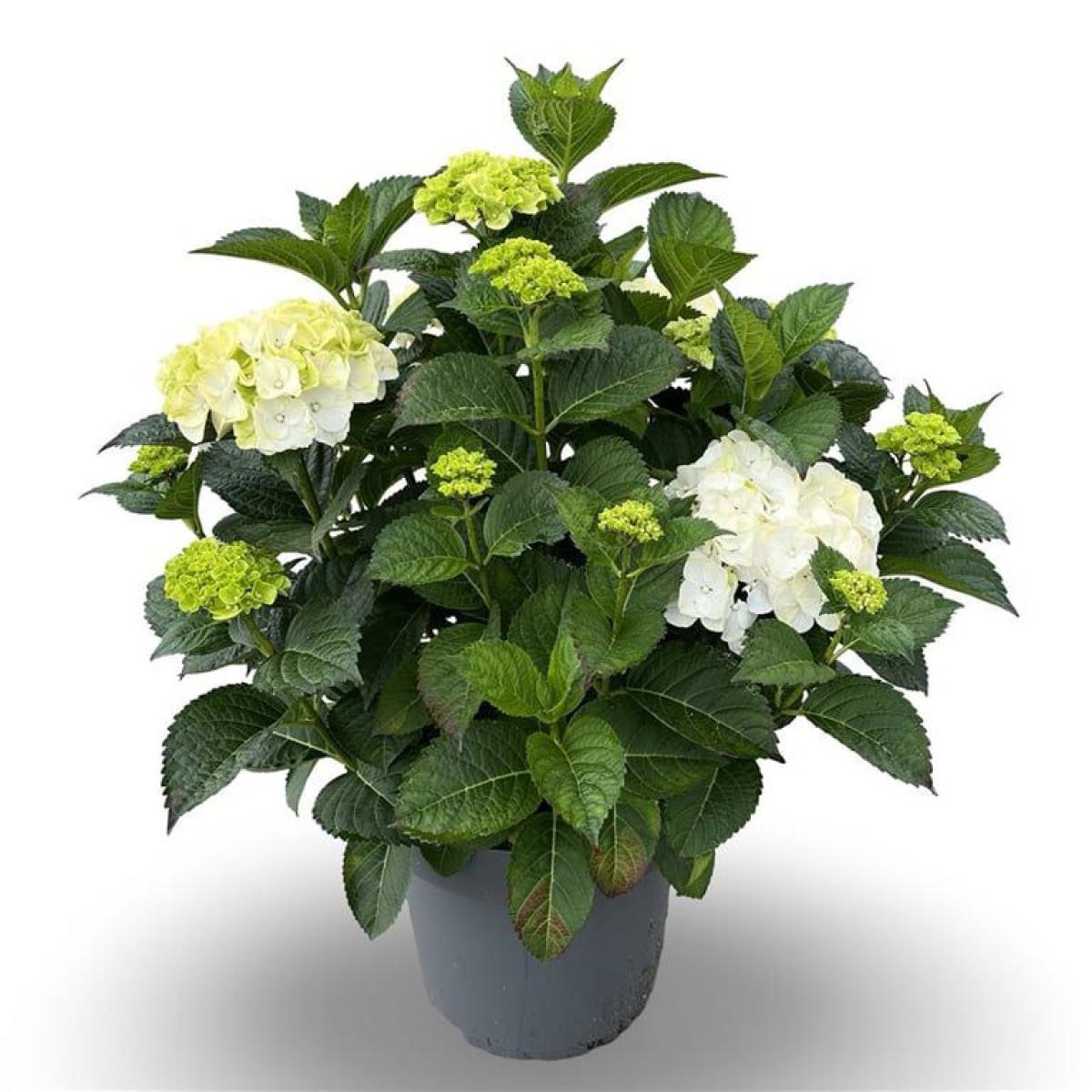 Hydrangea m. 'Wudu'