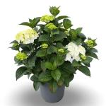 Hydrangea m. 'Wudu'