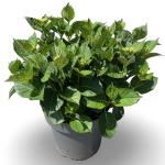 Hydrangea m. 'Wudu'