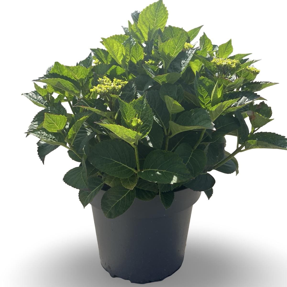 Hydrangea m. 'Wudu'