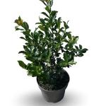 Ilex meserv. Blue Maid