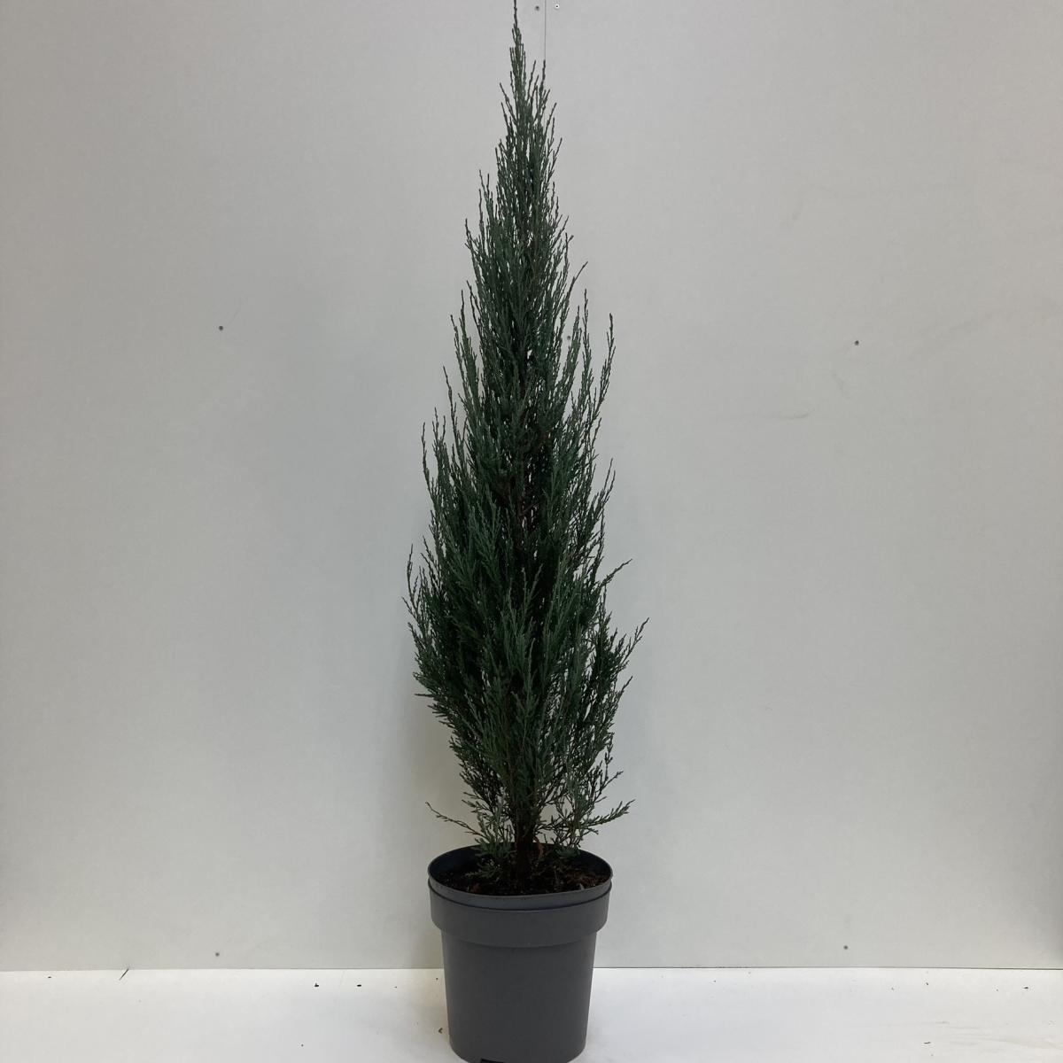 Juniperus s. 'Blue Arrow'