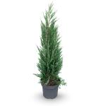 Juniperus s. 'Blue Arrow'