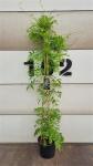Wisteria sinensis 'Prolific', 3 stok