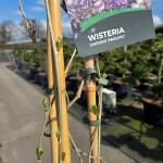 Wisteria sinensis 'Prolific', 3 stok