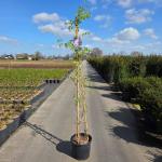 Wisteria sinensis 'Prolific', 3 stok