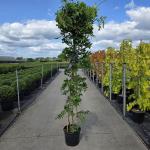 Wisteria sinensis 'Prolific', 3 stok