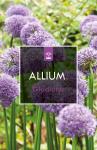 Allium 'Gladiator'