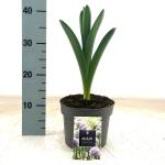 Allium 'Gladiator'