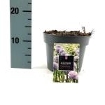 Allium 'Gladiator'
