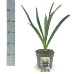 Allium 'Gladiator'