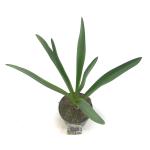 Allium 'Gladiator'