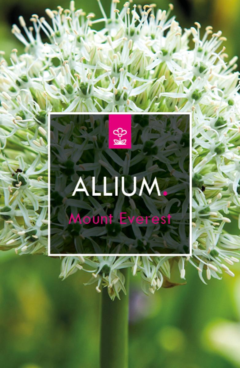Allium stipitatum 'Mount Everest'