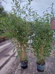 Phyllostachys aureos. 'Spectabilis'