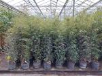 Phyllostachys nigra