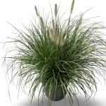 Pennisetum al. 'Hameln'