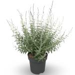 Perovskia 'Blue Spire'