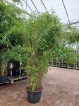 Fargesia 'Obelisk'