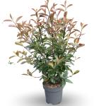 Photinia fraseri 'Red Robin'