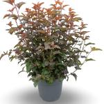 Physocarpus opulif. Lady in Red