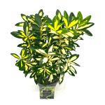 Euonymus jap. 'Gold Queen'