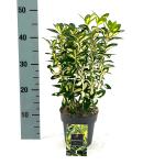 Euonymus jap. 'Gold Queen'