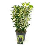 Euonymus jap. 'Gold Queen'