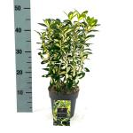 Euonymus jap. 'Gold Queen'