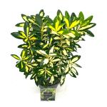 Euonymus jap. 'Gold Queen'