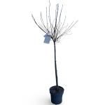 Prunus cistena