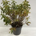 Clethra alnif. 'Hummingbird'