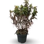 Clethra alnif. 'Hummingbird'